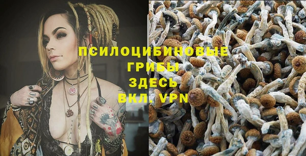 прущие грибы Баксан
